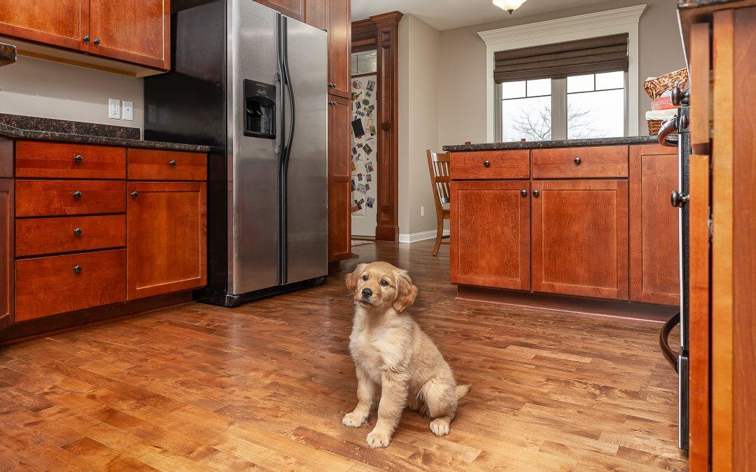 A golden retriever puppy sitting in a kitchen showcasing beautiful golden hardwood flooring from Barnum Floors.
